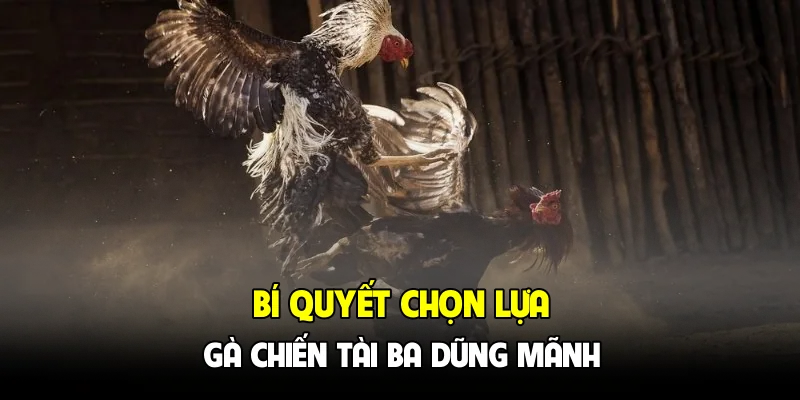 Bí quyết chọn lựa gà chiến tài ba dũng mãnh