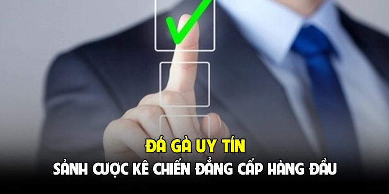 Đá Gà Uy Tín - Sảnh Cược Kê Chiến Đẳng Cấp Hàng Đầu