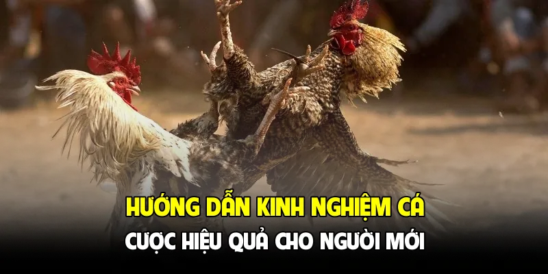 Hướng dẫn kinh nghiệm cá cược hiệu quả cho người mới